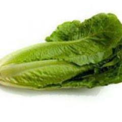 Lechuga Orejona 