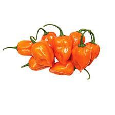 Chile Habanero 